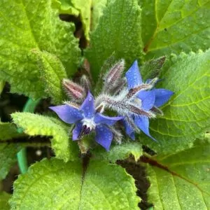 Borage Blue flower (Borago officinalis) plant South Africa