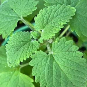 Catnip