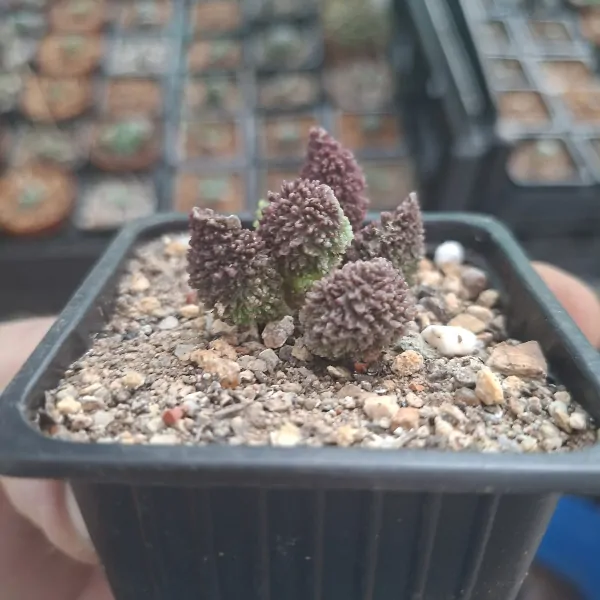 Adromischus Marianiae Red Coral