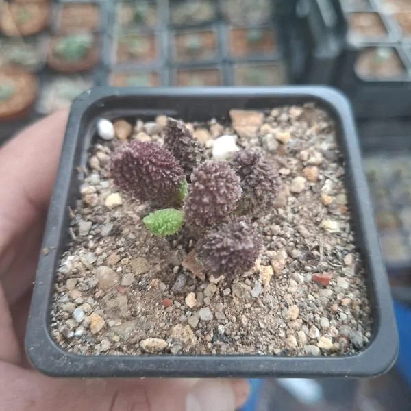 Adromischus Marianiae Red Coral - Image 2