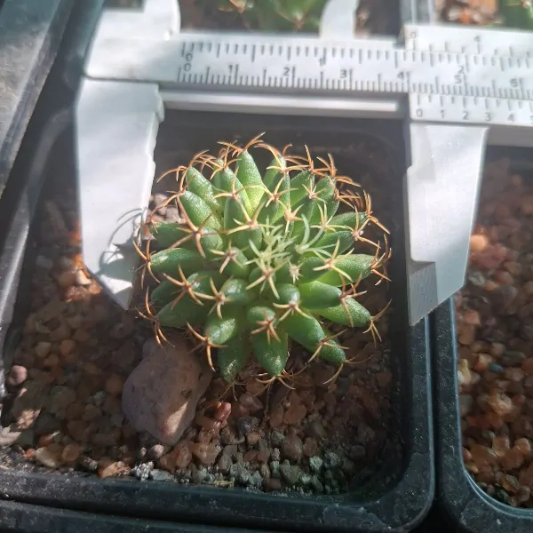 Mammillaria Camptotricha cv. Curlispina - Image 3