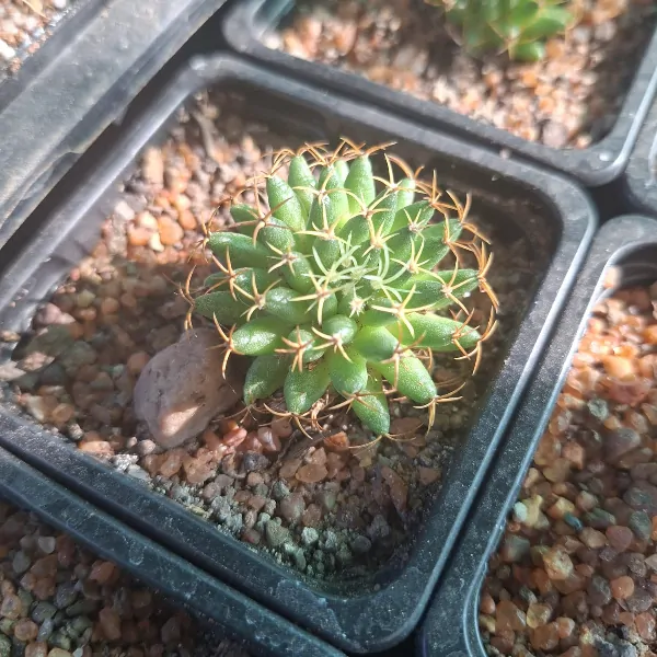Mammillaria Camptotricha cv. Curlispina