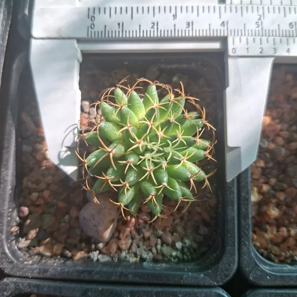 Mammillaria Camptotricha cv. Curlispina - Image 2