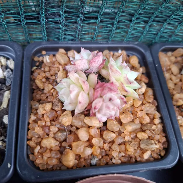 Echevaria Fireworks - Image 2
