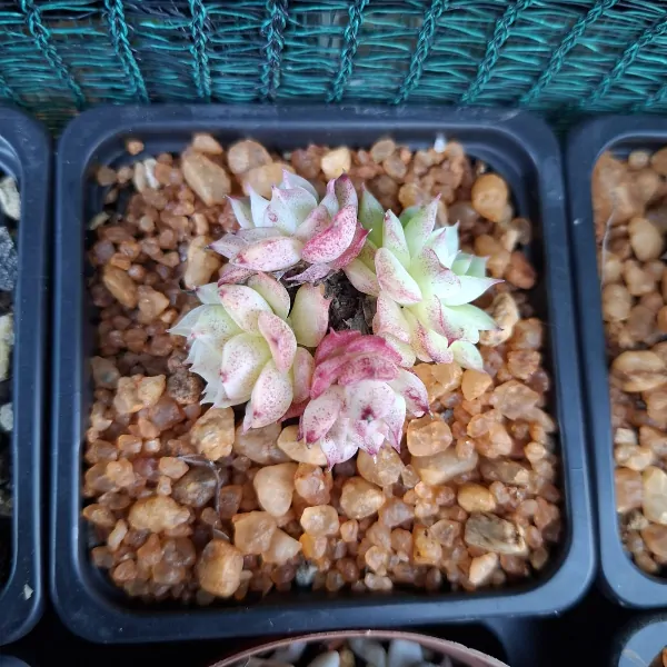 Echevaria Gadnis Crest