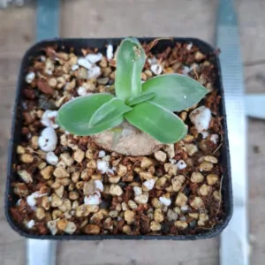Ornithogalum Species