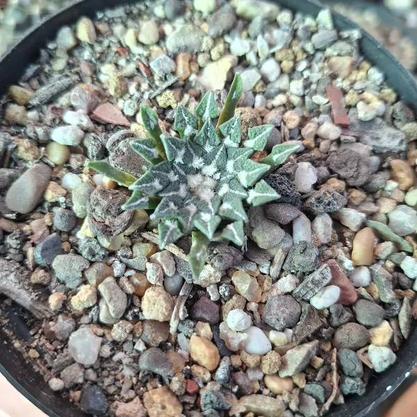 ariocarpus kotschoubeyanus