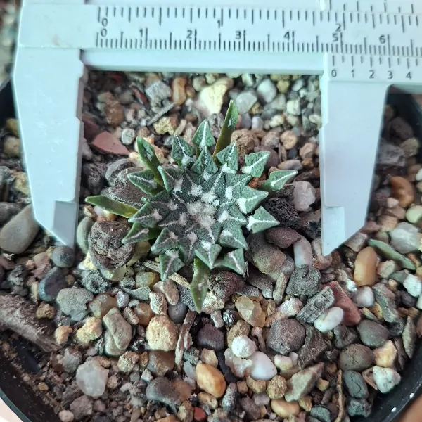 ariocarpus kotschoubeyanus, Seed Grown - Image 3
