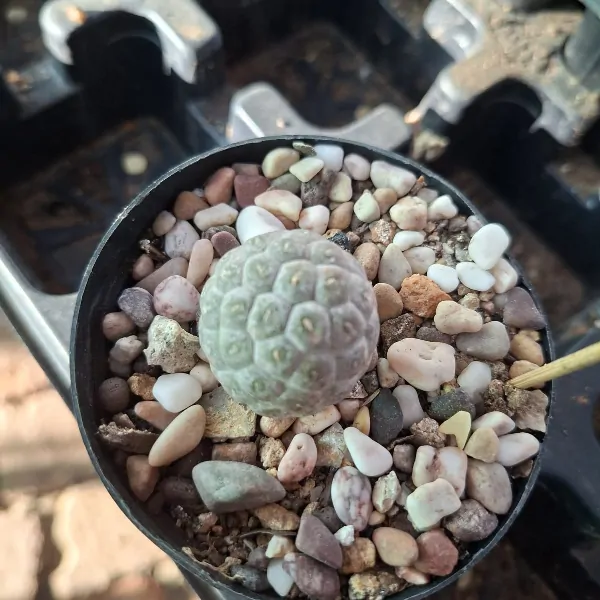 Thephrocactus Geometricans - Image 2