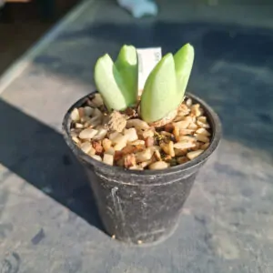Conophytum Bilobum