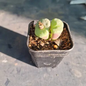 Conophytum Obcoredelumn
