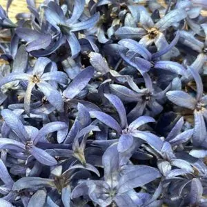 Petrea petals dried flowers, blue purple, closeup, South Africa