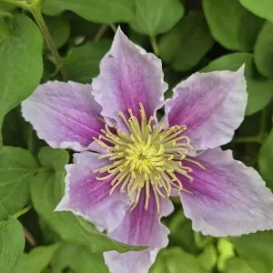 Clematis Pillu