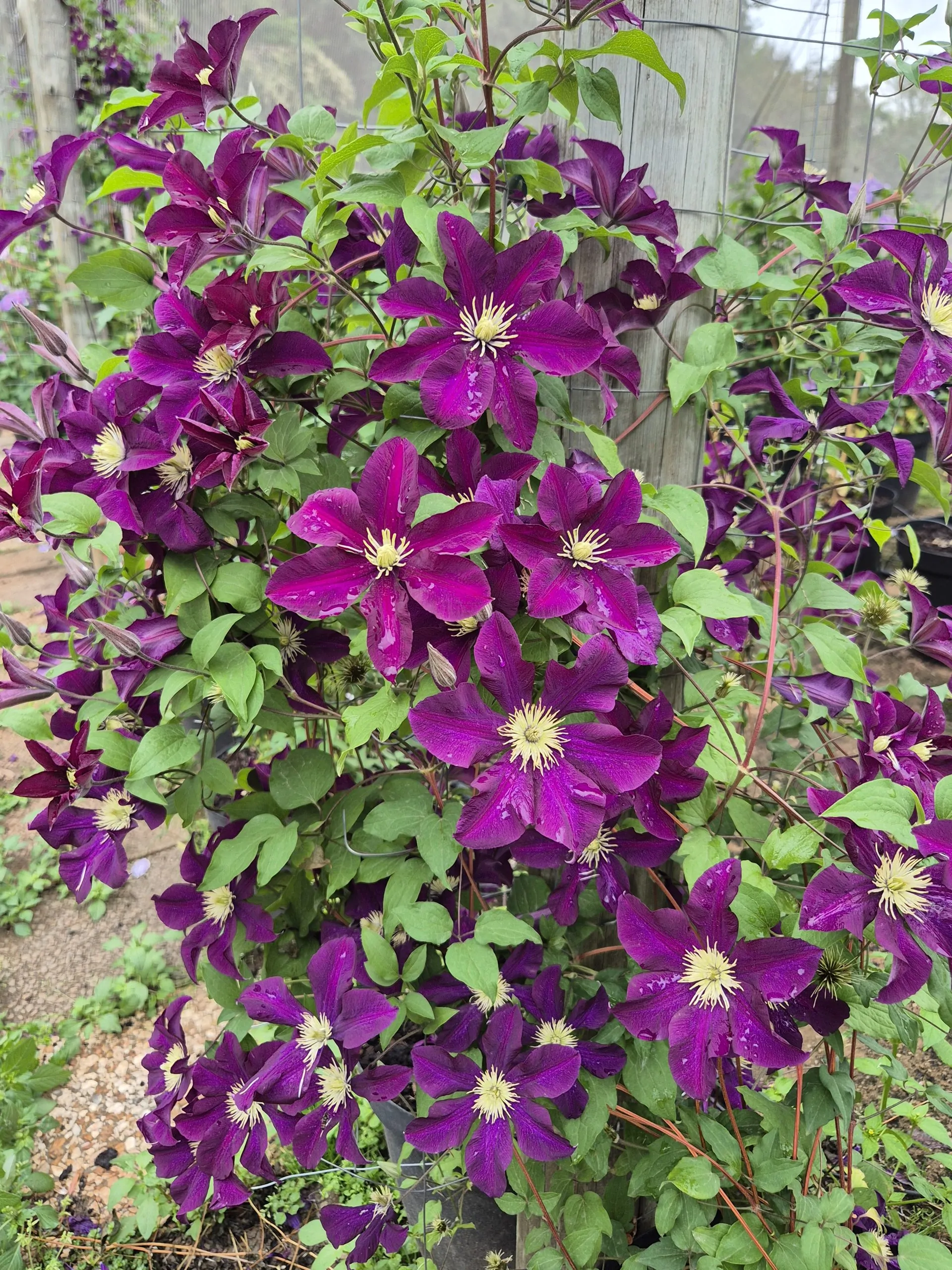 Clematis Etoile Violette - Image 2