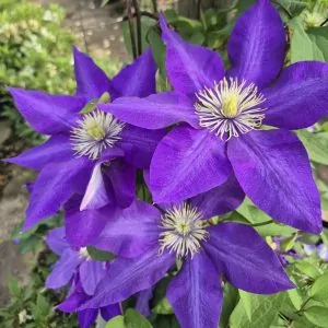 Clematis Daniel de Ronda for sale online South Africa, Green Reflections Nursery via horti.co.za