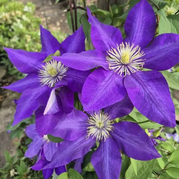 Clematis Daniel de Ronda for sale online South Africa, Green Reflections Nursery via horti.co.za