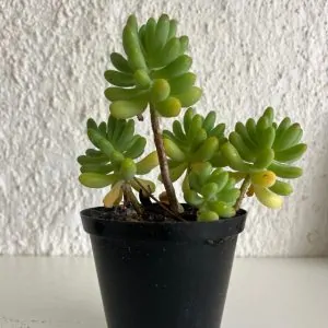 Sedum Rubrotincum Succulent