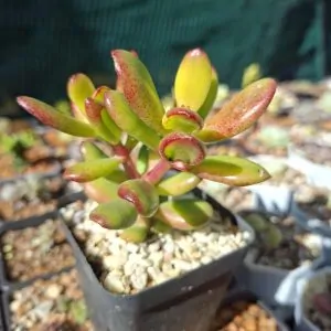 Crassula ovata "Gollum"