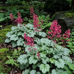 Heuchera Coral Bells for sale online couriered South Africa