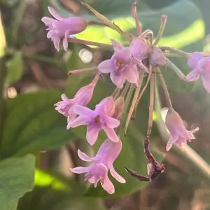 Tulbaghia Fragrans couriered nationwide South Africa