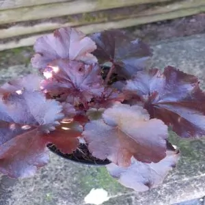 Heuchera Ruby Bells