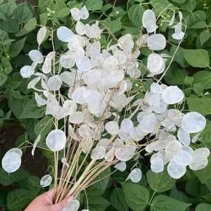 Lunaria (Honesty) plant for sale South Africa