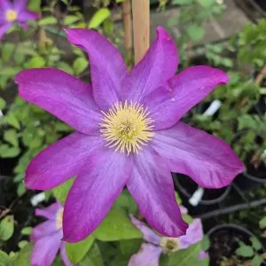 Clematis Pink Champagne plant for sale online South Africa