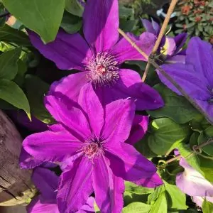 Clematis Kacper for sale online South Africa couriered nationwide